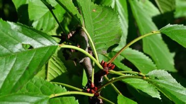 Canlı yeşil kiraz ağacı yapraklarının güneş ışığında yakın plan çekimi, karmaşık yaprak detaylarını ve dokusunu gösterir..