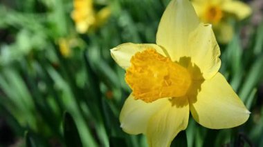 Canlı sarı nergis çiçeğinin yakın çekimi, güneş ışığıyla yıkanmış..