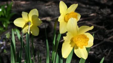 Üç canlı sarı nergis çiçeğinin yakın çekimi, narin taç yapraklarını ve parlak sarı merkezlerini gözler önüne seriyor..