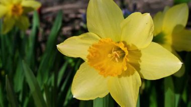 İlkbaharda açan canlı sarı nergis çiçeğinin yakın plan çekimi..