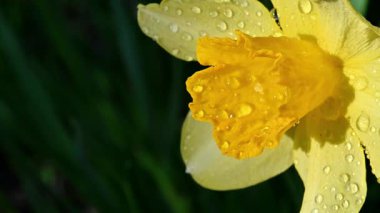 Canlı sarı nergis çiçeğinin sabah çiğ damlalarıyla kaplı yakın plan görüntüsü..