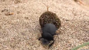 Siyah bir gübre böceğinin yakın çekimi, bir gübre topunu özenle kumlu bir yüzeye yuvarlıyor..