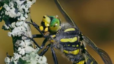 Yusufçuğun liken kaplı bir dala konmuş yakın çekim makro fotoğrafı..