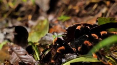 Bir Kosta Rika tarantulasının yağmur ormanları zemininde, yaprakların arasında yakın çekimi..