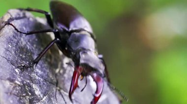 Ormandaki bir tahta parçasına tünemiş bir geyik böceğinin yakın plan çekimi..