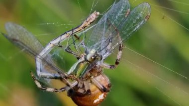 Bir örümceğin küçük bir sineği ağıyla yakaladığı yakın çekim..