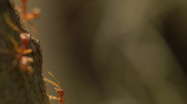Ormandaki bir ağaç gövdesine tırmanan karıncaların yakın çekim makro görüntüleri..