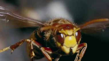 Uçan eşek arısının yakın plan görüntüsü..