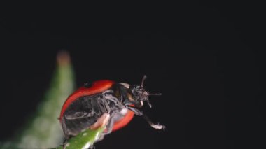Canlı kırmızı uğur böceğinin siyah bir arka planda sulu bir bitkide sürünen makro görüntüsü..