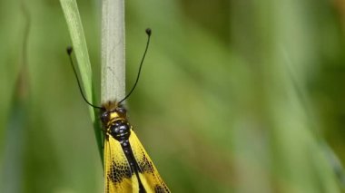 Çimen sapına konmuş sarı bir karınca aslanının yakın çekim fotoğrafı..