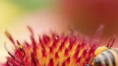 Canlı kırmızı bir çiçeği tozlaştıran bir bal arısının yakın plan çekimi..