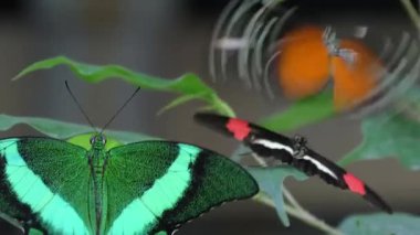 Bereketli bir tropik bahçede canlı zümrüt ve turuncu kelebeklerin yakın çekimi.