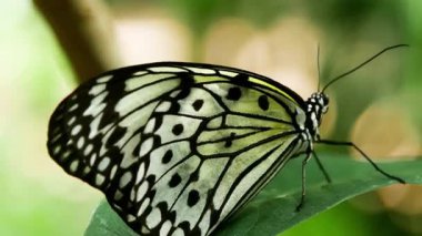 Yeşil bir yaprağın üzerine tünemiş güzel bir kağıt uçurtma resmi..