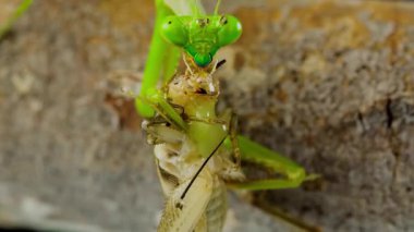 Tahta bir kütükte cırcır böceğini yiyen yeşil peygamberdevesinin yakın çekimi..