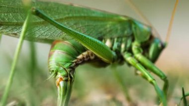 Canlı yeşil bir katydid 'in yakın çekim makro fotoğrafı çimen yapraklarına tünemiş..