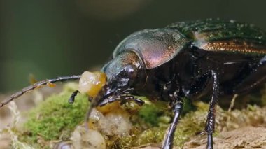 Ormanda yosunlu bir yüzey üzerinde salyangoz yiyen bir yer böceğinin aşırı yakın çekimi..