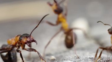 Yerdeki üç kırmızı karıncanın yakın plan makro görüntüsü..