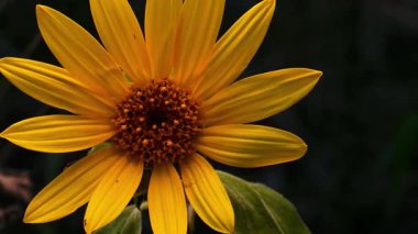 Çok sayıda taç yaprağı ve detaylı bir merkezi olan canlı sarı bir kır çiçeğinin yakın plan görüntüsü..