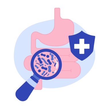 İnsan midesi ve bağırsakları yararlı probiyotik bakteriler içeren bir büyüteç altındadır..