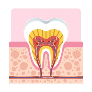 Diş ve tıbbi kullanım için kök, sinir, diş minesi ve sakız yapısını gösteren sağlıklı diş anatomisi enine kesiti. Vektör illüstrasyonu beyaz arkaplanda izole edildi.