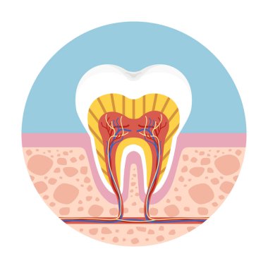 İnsan dişlerinin kesitinde diş anatomisi, kanal tedavisi, sinir ve diş minesinin tıbbi veya eğitimsel kullanım için kullanıldığı görülüyor. Vektör illüstrasyonu beyaz arkaplanda izole edildi.