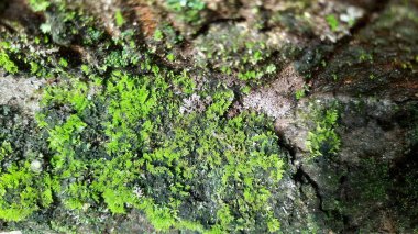 Callitriche Palustris Taşın üzerinde yeşil yosun