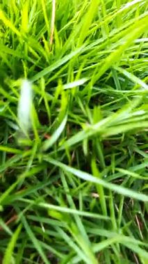 Yeşil Çimlerin Yakın Çekimi veya Zoysia Japonica: Detaylardaki Güzellik