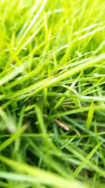 Zoysia Japonica Çimi: Yeşil Bahçeler için ideal bir seçim