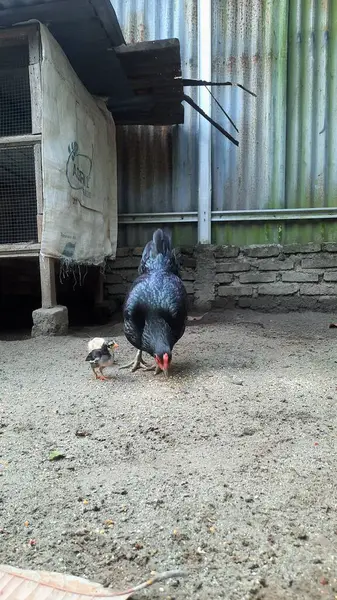 Arka Bahçe Kümes Hayvanları Sahnesi