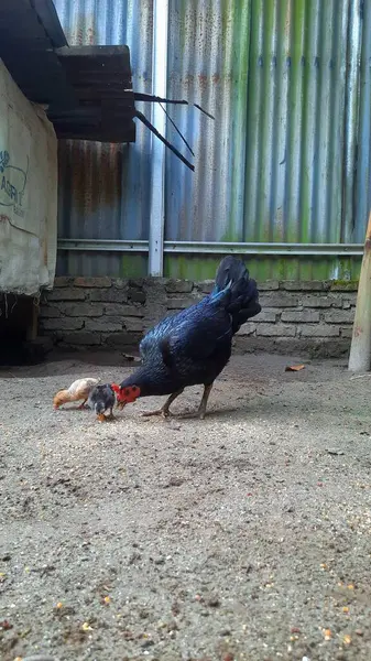 Mother Hen ve Chick Kırsal bir çiftlikte