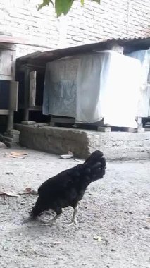 Anne tavuk ve yavrularının durgun suda içtikleri görüntüler.