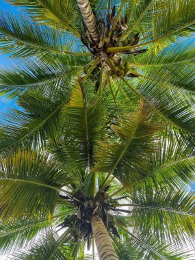  Alttan ve mavi gökyüzünden görünen tropik hindistan cevizi ağacı. 