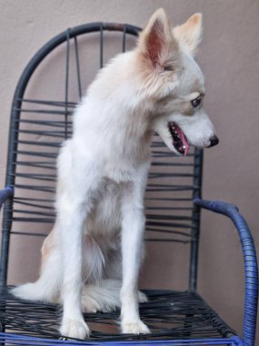 Güzel, açık renkli bir köpek mavi bir hasır sandalyeye oturur. Dikkatli ve meraklı görünüyor, sivri kulakları ve ilgi çekici bakışları var. Tarafsız arka plan, sakin hayvan davranışını tamamlıyor..