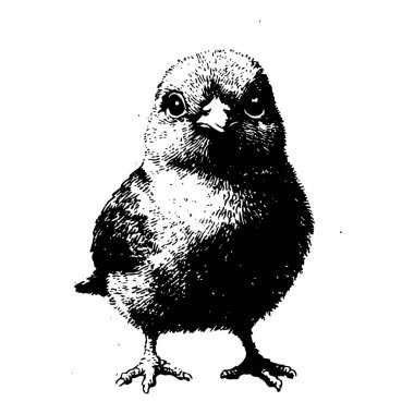 Kabarık tüylü bir civcivin el yazısı işlemeli siyah-beyaz çizimi. Çiftlik markaları, Paskalya tasarımları ve hayvan çizimleri için mükemmel..