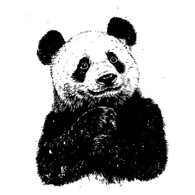 Klasik oymacılık tarzında bir pandanın el çizimi vektör çizimi. Siyah beyaz taslak, vahşi yaşam, doğa ve koruma temalı tasarımlar için mükemmel.