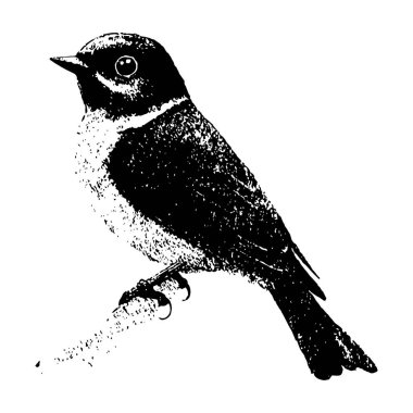 Klasik oymacılık tarzında tünemiş bir kuşun el çizimi vektör çizimi. Siyah beyaz taslak, doğa, vahşi yaşam ve sanatsal tasarımlar için mükemmel.