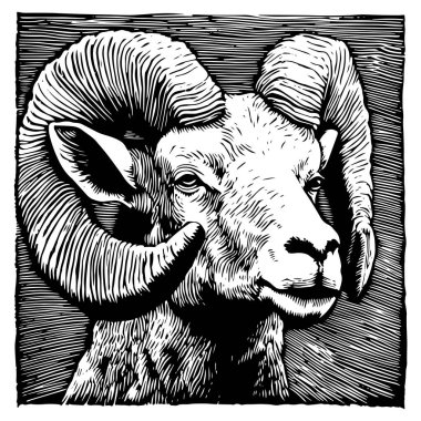 detailed black and white vector illustration of a rams head with large curved horns, drawn in a vintage engraving style with fine hatching and bold contrasts   clipart