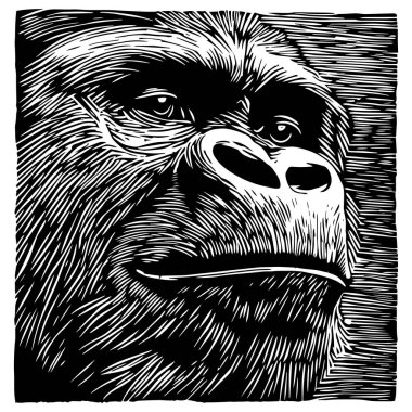 detailed black and white vector illustration of a gorilla's face in vintage engraving style. bold and dramatic wildlife artwork, ideal for tattoos, prints, and conservation themes. clipart