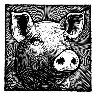 Bir domuzun kafasının klasik gravür tarzında siyah-beyaz çizimi. detaylı ve kırsal tasarım, tarım markalaşması, baskılar ve geleneksel sanat eserleri için mükemmel..