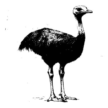 Uzun boylu bir devekuşunun siyah ve beyaz çizimi, ince detaylarla işlenmiş, uzun bacakları ve zarif duruşuyla klasik bir oyma tarzında yaratıldı.