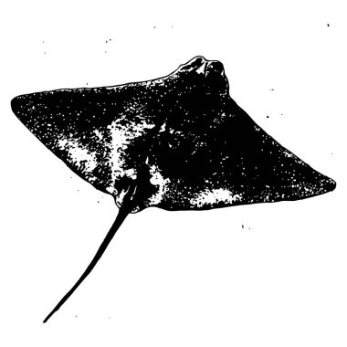 İnce desenli ve detaylı gölgelendirmeli eski model oymacılık tarzının siyah ve beyaz vektör çizimi