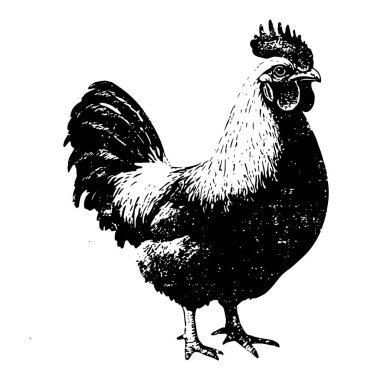 Siyah ve beyaz bir horoz çizimi, detaylı mürekkep stili çiftlik hayvanı çizimi, klasik kırsal tema.