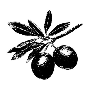 Yaprakları olan bir zeytin dalının siyah-beyaz çizimi, detaylı mürekkep stili çizimi, klasik botanik teması.
