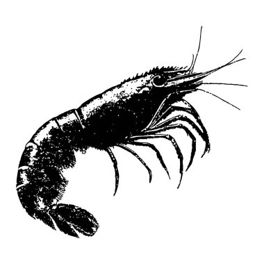 Bir karidesin siyah ve beyaz vektör çizimi, detaylı mürekkep stili deniz yaşamı çizimi, klasik deniz ürünleri teması.