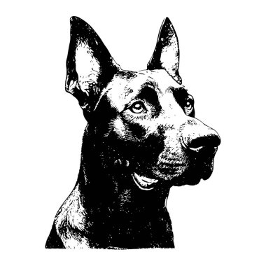 Dikey kulakları ve detaylı kürk dokusuna sahip bir köpeğin siyah-beyaz çizimi