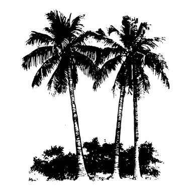 Detaylı yapraklı iki palmiye ağacının tropikal doğayı sembolize eden siyah ve beyaz çizimi