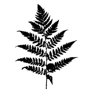 Ayrıntılı doku ve doğal şekilli tek bir eğreltiotu yaprağının siyah ve beyaz vektör çizimi