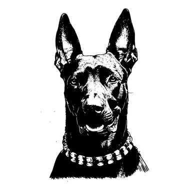 Çivili tasma takan bir köpeğin siyah-beyaz çizimi, ayrıntılı ve gerçekçi.