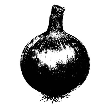 Siyah ve beyaz oyma biçiminde soğan vektörü