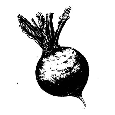 Siyah ve beyaz oyma biçiminde yaprak vektörü olan pancar kökü